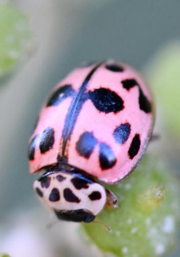 Réf. 268 059 : Oenopia conglobata